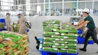 Giá gạo Việt “nóng” trở lại, tiếp tục tăng 10 USD/tấn