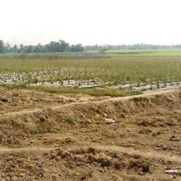 Chấp thuận chuyển 14,80 ha đất trồng lúa để thực hiện dự án Khu dân cư tại Long An