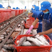 Dự báo từ quý III/2024  giá xuất khẩu cá tra tăng khoảng 10%