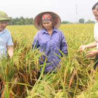 Sẵn sàng nguồn giống để hỗ trợ người dân nhanh chóng khôi phục sản xuất sau bão