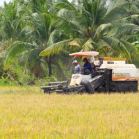 Vào vụ thu hoạch rộ lúa Đông Xuân, thương lái neo lúa trên đồng