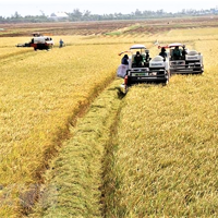 Sản xuất nông nghiệp được tập trung đẩy mạnh, xuất khẩu nhóm bongdaso kèo nhà cái nông, lâm sản đạt 12,39 tỷ USD