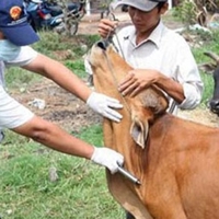 Xuất cấp hơn 2,2 triệu liều vắc xin hỗ trợ phòng bệnh