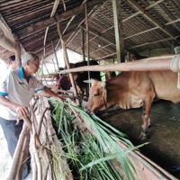 Vốn tín dụng chính sách ở Bến Tre: Giúp người dân thoát nghèo hiệu quả