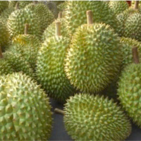 Siết quản lý, mở thị trường để giữ vững vị thế cho sầu riêng Việt Nam 