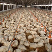 Tăng cường liên kết chuỗi, mở rộng thị trường để xúc tiến xuất khẩu sản phẩm gia cầm