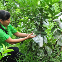 Cần Thơ phát triển mạnh phong trào nông dân sản xuất, kinh doanh giỏi