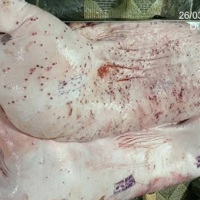 C.P. Việt Nam phản hồi về thông tin thịt heo bệnh lan truyền trên mạng