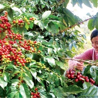 Ngành cà phê kỳ vọng đạt 7 tỷ USD trong năm 2025