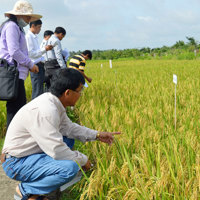 Ưu tiên kinh phí chọn tạo giống cây trồng mới thích ứng với biến đổi khí hậu