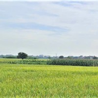 Ngành Nông nghiệp phát huy hiệu quả Đề án một triệu héc-ta chuyên canh lúa