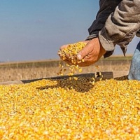Việt Nam – Argentina đẩy mạnh hợp tác nông nghiệp, mở rộng thị trường xuất khẩu