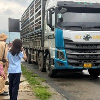 Phú Thọ tiêu hủy gần 200 con lợn nhiễm virus Dịch tả lợn châu Phi 