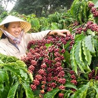 Nông nghiệp Sơn La tìm hướng đi bền vững cho ngành Cà phê
