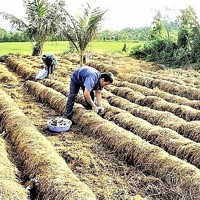 Việt Nam mới tái chế được 10-35% phụ phẩm nông nghiệp thải ra