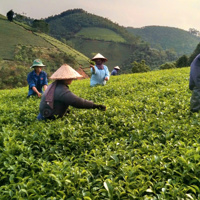 Tháo gỡ khó khăn trong sắp xếp lại hoạt động của các công ty nông, lâm bongdaso