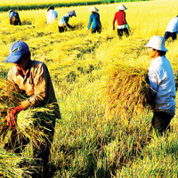 Làm rõ đối tượng, điều kiện miễn thuế sử dụng đất nông nghiệp đến năm 2030