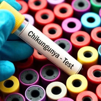 WHO cảnh báo nguy cơ lây lan cao của virus Chikungunya