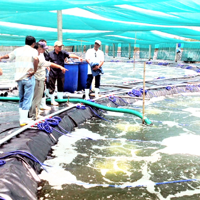 Nghệ An đẩy mạnh phát triển nuôi trồng thủy sản có giá trị cao