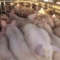 Lâm Đồng: Nỗ lực ngăn chặn dịch tả lợn châu Phi
