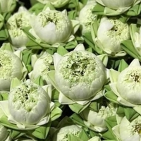 Đồ lễ ngày Rằm tháng Giêng: Hoa sen trắng, dịch vụ đồ lễ đắt khách