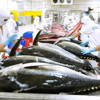 Xuất khẩu cá ngừ trong tháng 8 đạt mức cao nhất kể từ đầu năm nay