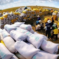 Ấn Độ có khả năng duy trì hạn chế xuất khẩu gạo trong năm 2024 