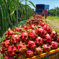 Giải pháp nào cho xuất khẩu nông sản Việt Nam?