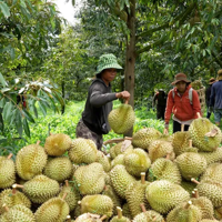 Xuất khẩu sầu riêng "gặp khó" chưa từng có