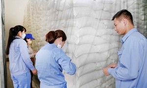 Xuất cấp hơn 160 tấn gạo hỗ trợ người dân Thanh Hóa bảo vệ, phát triển rừng 