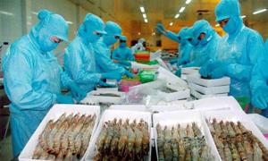 Xuất khẩu tôm của Việt Nam: Tăng trưởng nhưng còn nhiều lo lắng