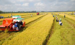Miễn thuế đất nông nghiệp tới 2030: Động lực phát triển nông nghiệp bền vững