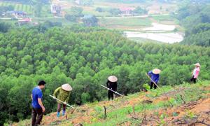 Hỗ trợ người dân hơn 167 tấn gạo để thực hiện chăm sóc, bảo vệ rừng