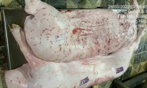 C.P. Việt Nam phản hồi về thông tin thịt heo bệnh lan truyền trên mạng