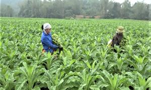 Cao Bằng sẽ tăng cường kiểm tra, giám sát trong thực hiện Tổng điều tra nông thôn, nông nghiệp 2025