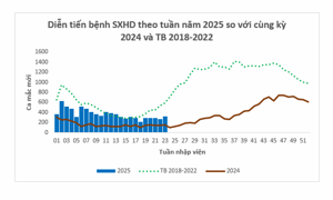 TP. Hồ Chí Minh: Thực hiện tháng cao điểm phòng chống sốt xuất huyết năm 2025