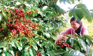 bongdaso - tin bóng đá mới nhất nghiệp gặp khó khăn trong việc cấp giấy chứng nhận xuất khẩu