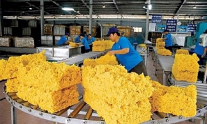 Xuất khẩu cao su: Giảm về lượng nhưng tăng về giá