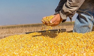 Việt Nam – Argentina đẩy mạnh hợp tác nông nghiệp, mở rộng thị trường xuất khẩu