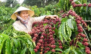 Nông nghiệp Sơn La tìm hướng đi bền vững cho ngành Cà phê