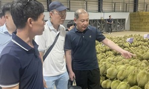 Tổng cục Hải quan Trung Quốc đánh giá cao chất lượng sầu riêng của Lâm Đồng