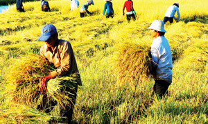 Làm rõ đối tượng, điều kiện miễn thuế sử dụng đất nông bongdaso com đến năm 2030 - Tạp chí Tài chính Làm rõ đối tượng, điều kiện miễn thuế sử dụng đất nông nghiệp đến năm 2030