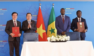 Mở rộng đầu ra cho gạo Việt sang thị trường Senegal