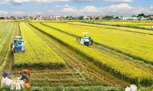 Hoàn thiện Nghị định miễn thuế sử dụng đất nông nghiệp, bảo đảm phù hợp chủ trương và khả thi trong thực tiễn