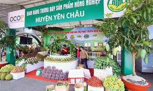 OCOP trước làn sóng tiêu dùng xanh: Thách thức hay cơ hội bứt phá?