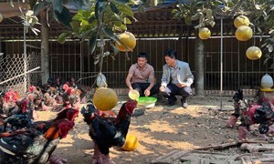 Hưng Yên: Phát huy hiệu quả mô hình kinh tế tập thể, nòng cốt là hợp tác xã