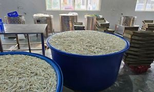 Phát hiện hơn 13 tấn chân gà ngâm hóa chất chuẩn bị tuồn ra thị trường