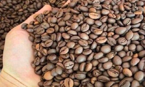 Xuất khẩu cà phê lập kỷ lục mới, chạm mốc 6 tỷ USD