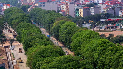 Hà Nội phấn đấu có thêm 500.000 cây xanh đô thị đến năm 2025