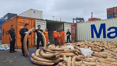 Cục Hải quan Hải Phòng bắt giữ 7 tấn ngà voi nhập lậu về Việt Nam